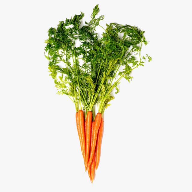 Carrot top with green stems and leaves.